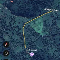 فروش-باغ-چای-به-متراژ-1000مترمربع-درطهماسب-گوابر