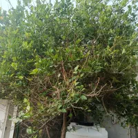 پرستارسالمند