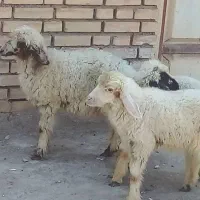 گوسفند