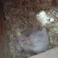 عروس هلندی|پرنده|شوشتر, |دیوار