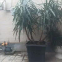 گل یوکا(4شاخه)