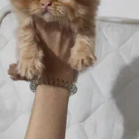 واگذاری گربه