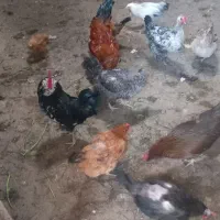 ۲۰عدد مرغ و خروس