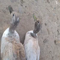 اردک پروازی و غاز محلی و قوغاز|حیوانات مزرعه|رشت, جانبازان|دیوار