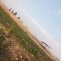 ضایعات کاهو