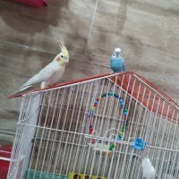 عروس هلندی و مرغ عشق با قفس