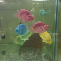 چانا فاهاکا پرت فلاورپیکاک پولی ردتیل پنکوسه شکاری|ماهی|مشهد, امیر|دیوار