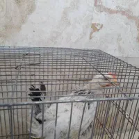 مرغ رسمی با قفس