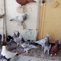 فروشی فوری کبوترخوش تیپ|پرنده|تاکستان, |دیوار