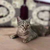 واگذاری رایگان گربه