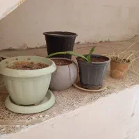 گلدان ها ۸ تایی هستن