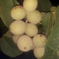 پیوند درختان|خدمات باغبانی و درختکاری|ملایر, |دیوار