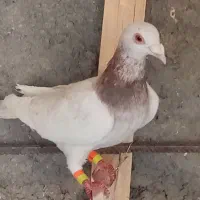 ماده کله سار المانی