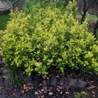 شمشاد طلایی