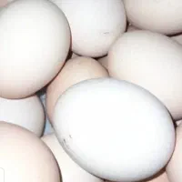 تخم مرغ ارگانیک|خوردنی و آشامیدنی|خمینیشهر, |دیوار