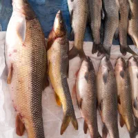 ماهی تازه