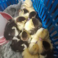 جوجه اردک خارجی روسی