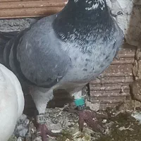 کبوتر|پرنده|گالیکش, |دیوار