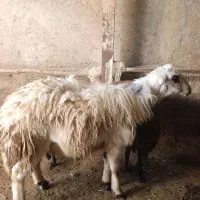 بره قوچ پلنگی