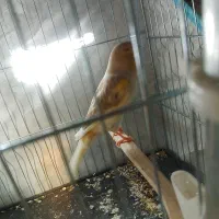 قناری حلقه به پا علی زاده|پرنده|اسلامشهر, شهرک امام حسین (میان آباد)|دیوار