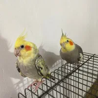 عروس هلندی نر ماده جفت با قفس
