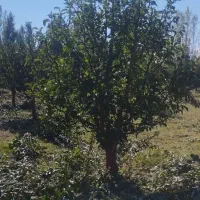 هرس|خدمات باغبانی و درختکاری|نوشین شهر, |دیوار