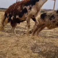 بره قوچ پلنگی|حیوانات مزرعه|سیلاخور, |دیوار