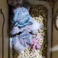 یک جفت مرغ ، عشق  عروس هلندی