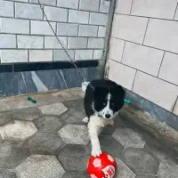 سگ نژاد کالی همان سگ انگلیسی|سگ|علیآباد کتول, |دیوار