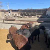 میش آبستن از هترو