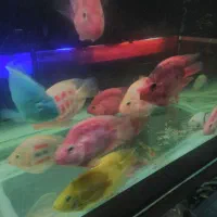 انواع ماهی کالر پرت گوپی تایگر کوی چانافروش معاوضه|ماهی|کرج, گلشهر|دیوار