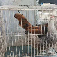 مرغ و خروس مینیاتوری|حیوانات مزرعه|چابکسر, |دیوار