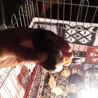 جوجه برهما گلین کوشین|حیوانات مزرعه|قم, نیروگاه|دیوار