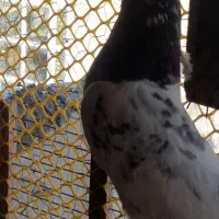 کبوتر پاکستانی  اصیل|پرنده|اردل, |دیوار