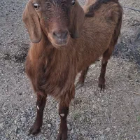 گوسفند نر