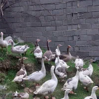 اردک محلی و خارجی غاز|حیوانات مزرعه|گرگان, |دیوار