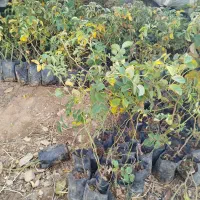 فروش نهال گلدانی گل محمدی|گل و گیاه طبیعی|چادگان, |دیوار