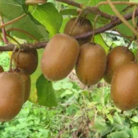 کارگر باغ کیوی هستم لطفا ن تماس بگیرید