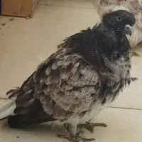 فروش کبوتر|پرنده|بندر ترکمن, |دیوار