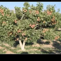 باغ پسته