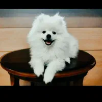 سگ پامر فروش فوری ب دلیل مهاجرت|سگ|گرگان, |دیوار