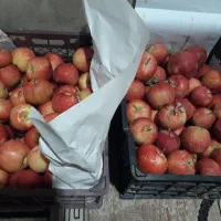 سیب ارگانیک درختی