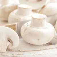 فروش قارچ بصورت عمده وخرده