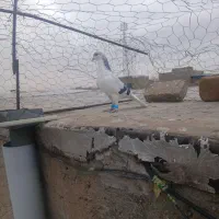 کبوتر|پرنده|الوند, |دیوار