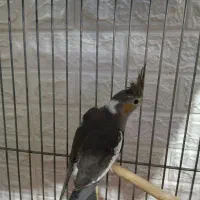 عروس هلندی