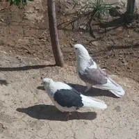 دوکتی به شرط