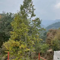 تراس ویلات بشین صدای رودخونه با چشم انداز جنگل