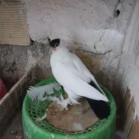 فروشی یه جفت کله دمبی