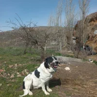 ماده عراقی اصیل