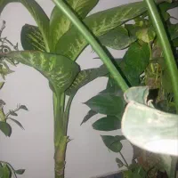 گل های آپارتمانی